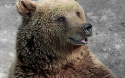 Look Sharp and Stray no more: Nose & Ear Waxing promotion!